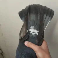 کبوتر نر و ماده|پرنده|سنندج, |دیوار