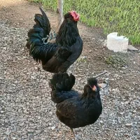 گلین مشکی فول
