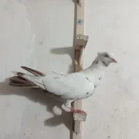 دمبی چتن سرخ
