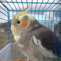 یک عدد عروس هلندی ماده دستی