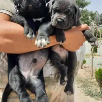 کن کورسو سگ گارد فرمان پذیر توله های گرید یک|سگ|تهران, سازمان برنامه جنوبی|دیوار