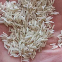 برنج طارم محلی|خوردنی و آشامیدنی|کوهدشت, |دیوار