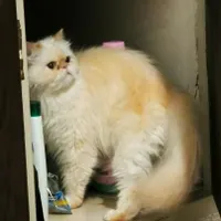 گربه پرشین ماده جفت یابی