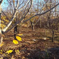 سمپاشی وهرس درختان میوه و کلیه خدمات باغبانی