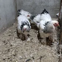 فروش خروس برهما لایت