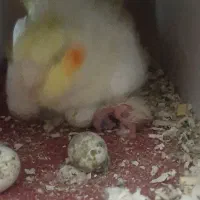 ی جفت عروس جوجه داده