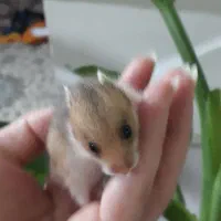 بچه همسترهای بامزه آماده فروش|موش و خرگوش|سمنان, |دیوار