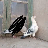 کفتر گم شده|حیوانات|بیرجند, |دیوار