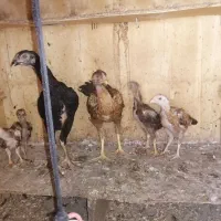 جوجه لاری اصیل