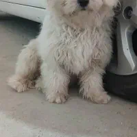 پانی بازیگوش و بیصدا