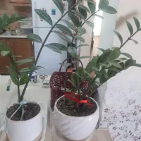 گل و گیاه