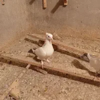 کبوتر|پرنده|شیراز, سجادیه|دیوار