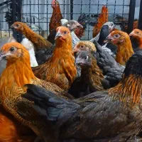 جوجه مرغ محلی گلپایگانی