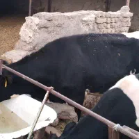 گوساله نیم گوشت