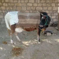 یک راس گاو با گوساله سمینتال