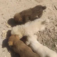 توله های سگ پاکوتو