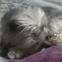 سگ نژاد شیتزو|سگ|سیرجان, |دیوار