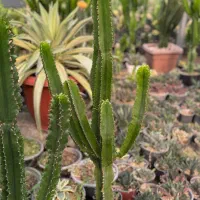 کاکتوس و افوربیا|گل و گیاه طبیعی|کاروان, |دیوار