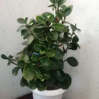 گل قاشقی زیبا وسبز