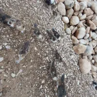 جوجه اردک سه ماه و نیم