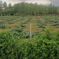 زمین (باغ)|فروش زمین و ملک کلنگی|طاهرگوراب, |دیوار