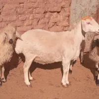 میش مغانی بره چاق فروشی|حیوانات مزرعه|بردسیر, |دیوار