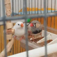 فنج نر و ماده