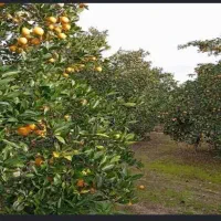 کارگر باغ نارنگی و تامسون