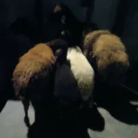 گوسفند‌وبره