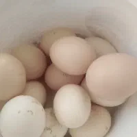 تخم نطفه دار آمروک