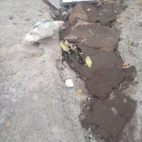 اوردک اسراییلی با جوجه|حیوانات مزرعه|رشت, حومه رشت|دیوار