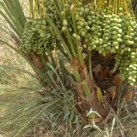 نخل و پاجوش