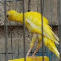 قناری|پرنده|شیراز, کرونی(خاتونک)|دیوار