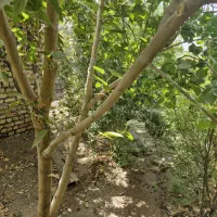 باغ فروشی کاشان شهر مشکات