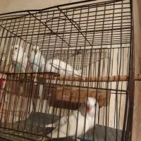 مرغ عشق تازه دون خور شده|پرنده|شهرضا, |دیوار