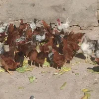 خروس