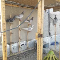 5عددکبونرفروشی