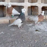 کبوتر|پرنده|نیشابور, فیض آباد|دیوار