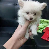 توله 3ماهه پامرخرسی|سگ|قرچک, مهدیه|دیوار