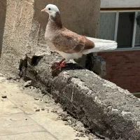 جوجه کفتر کبوتر شازده