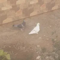 ۴ عدد کفتر به فروش میرسد