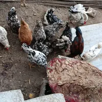 خروس گلین|حیوانات مزرعه|مشگین شهر, |دیوار