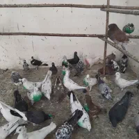 کفتر قم بشرط پرش سنگین بار2شنبه جدا کن فقط100هزار|پرنده|کرج, خرمدشت|دیوار