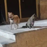 سگ پاکوتاه
