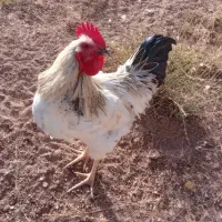 خروس جوان وچاق