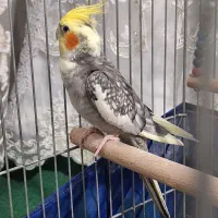 عروس هلندی نر
