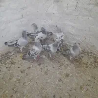 کفتر
