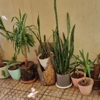 فروش گل به علت مسافرت