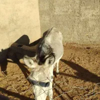 الاغ فروشی|حیوانات مزرعه|آران و بیدگل, |دیوار