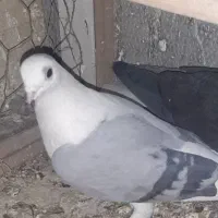 کبوتر|پرنده|اصفهان, شاهد|دیوار